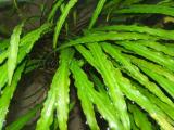 Akváriumi növények - Cryptocoryne spiralis